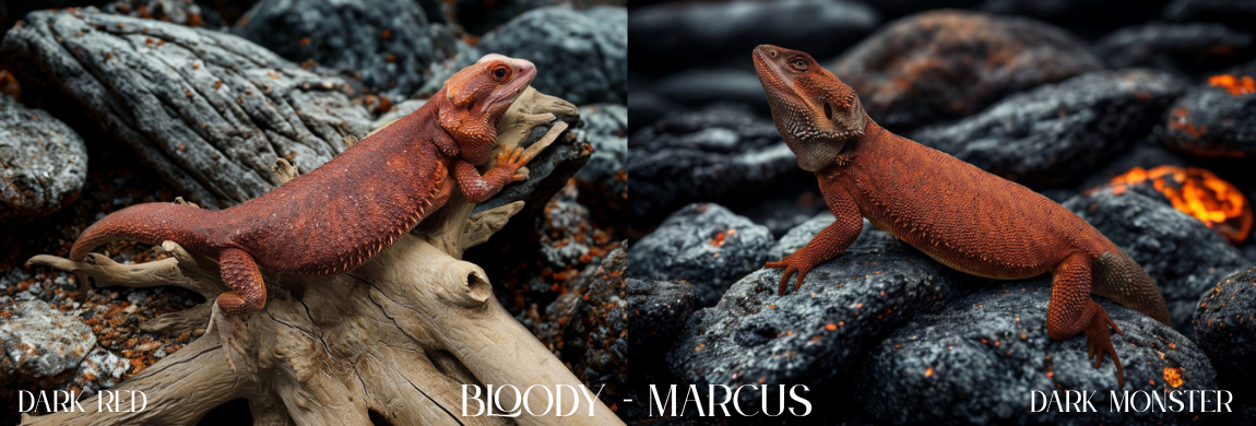 Bloody x Marcus